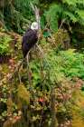 USA, Alaska. Bald eagle at Anan Bear Observatory. Art Print